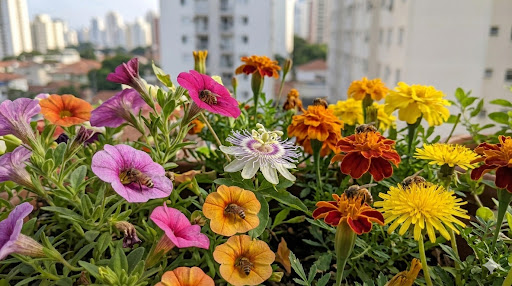 Vale a pena criar abelhas sem ferrão?