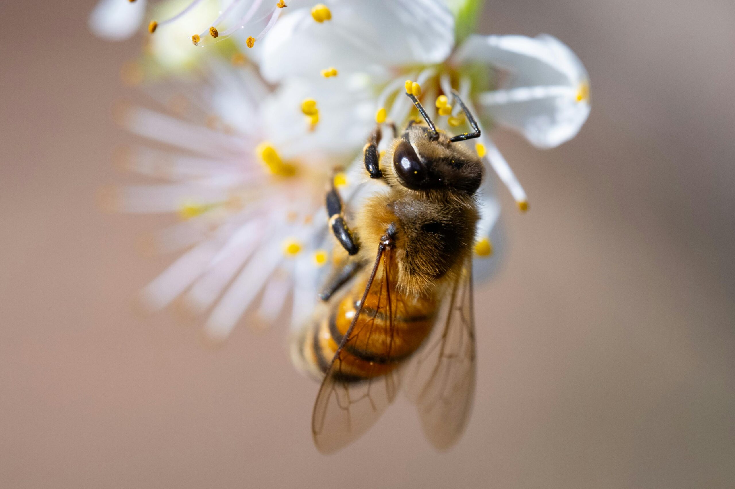 O que as abelhas sem ferrão comem