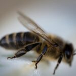 30 Dúvidas Sobre Espécies de Abelhas Sem Ferrão