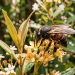 Como é o Mel da abelha borá?