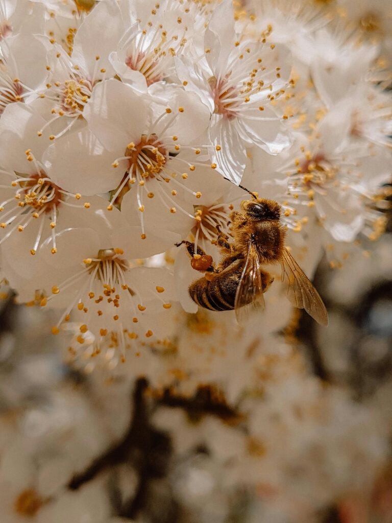 Como Nasce uma Rainha na Abelha Jataí?